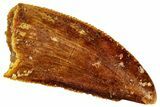 Serrated, Raptor Tooth - Real Dinosaur Tooth #295791-1